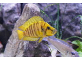 ALTOLAMPROLOGUS COMPRESSICEPS GOLD 3-4