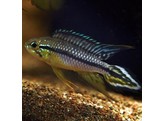 APISTOGRAMMA AGASSIZII ALENQUER 3 - 4