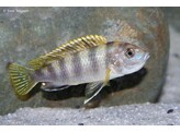 LABIDOCHROMIS PERLMUTT L 7-8 