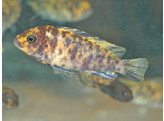 PSEUDOTROPHEUS ZEBRA OB 3