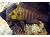 ALTOLAMPROLOGUS COMPRESSICEPS KASANGA GOLDHEAD 3-4