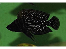 ALTOLAMPROLOGUS CALVUS BLACK 3 5