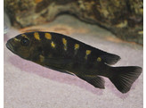 PSEUDOTROPHEUS CRABRO XL