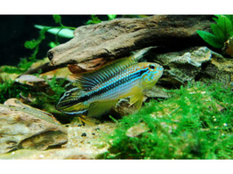 APISTOGRAMMA AGASSIZII BLUE L