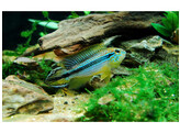 APISTOGRAMMA AGASSIZII BLUE L