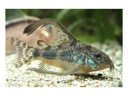 CORYDORAS PALEATUS LONG FIN XL