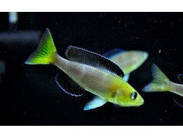 CYPRICHROMIS LEPTOSOMA JUMBO TRICOLOR ZAMBIA  4-5