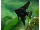 PTEROPHYLLUM SCALARE BLACK 5-6