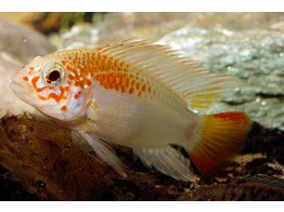 APISTOGRAMMA VIEJITA GOLD L