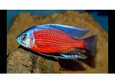 COPADICHROMIS BORLEYI RED FIN 5-6