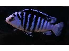 LABIDOCHROMIS CHISUMULAE MBWECA THUMBI POINT 3-3 5