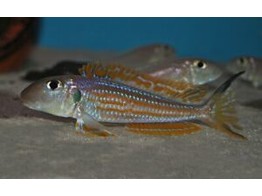 XENOTILAPIA OCHROGENYS KIGOMA 4-5