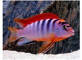 LABIDOCHROMIS HONGI SWEDEN 5-6