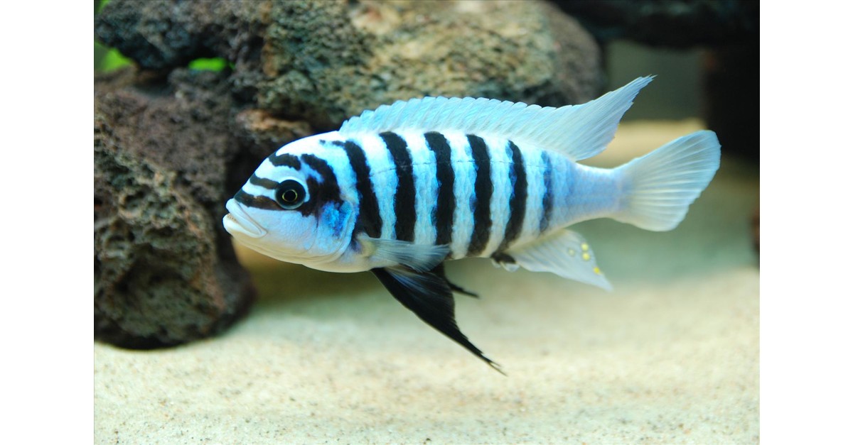 METRIACLIMA ZEBRA CHILUMBA MAISON REEF 4-5 - 4014951 | Passion for animals