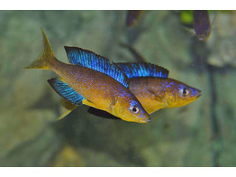 CYPRICHROMIS MICROLEPIDOTUS KARILANI 4-5