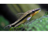 OTOCINCLUS/MACROTOCINCLUS AFFINIS 2 5-3