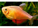 HYPHESSOBRYCON FLAMMEUS ORANGE 1 2-1 5