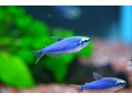 INPAICHTHYS SP. BLUE 2