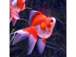 Carassius auratus Ryukin SHOW AAA-grade mix 13-14