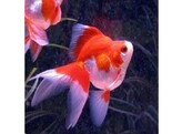 Carassius auratus Ryukin SHOW AAA-grade mix 13-14