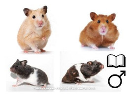 Syrian hamsters  Passion for animals