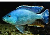 Nimbochromis livingstoni 10-11 SHOW