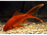 Carassius auratus Red comet 7-10