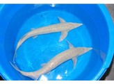 Acipenser ruthenus albino 35-40