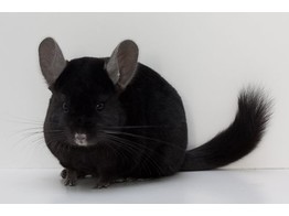 Chinchilla zwart man  /  Chinchilla noir male