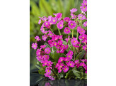 Primula rosea