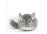 Chinchilla violet  man  /  Chinchilla violet male