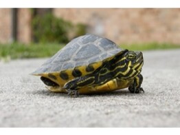 Pseudemys floridana peninsular Florida River Cooter Nakweek / Elevage S