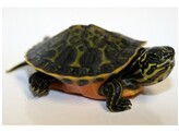 Pseudemys nelsoni Red Bellied Turtle Nakweek/Elevage S