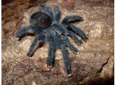 Avicularia avicularia Pink Toe Tarantula Wildvang / Sauvage SM-L