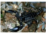 Heterometrus spiniferus Asian Black Forest Scorpion Wildvang / Sauvage L