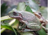 Litoria caerulea Dumpy Tree Frog Super Snow Nakweek / Elevage S