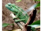 Trioceros ellioti blue Chameleon female Nakweek/Elevage L