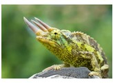 Trioceros j.xantholophus Jacksons Chameleon  Nakweek / Elevage L