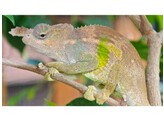 Kinyongia boehmei Bohme s Twohorned Chameleon Nakweek / Elevage L