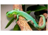 Gastropholis prasina Green Tree Lizard Nakweek / Elevage S