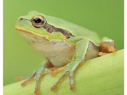 Hyla arborea European Treefrog Nakweek/Elevage S