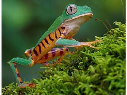 Phyllomedusa tomopterna Tiger Monkey Tree Frog Nakweek/Elevage S