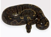 Python regius Ballpython GHI Nakweek / Elevage S