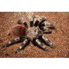 Nhandu chromatus Brazilian Red   White Tarantula Nakweek / ElevageM