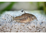 CORYDORAS TRILINEATUS XL