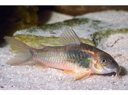 CORYDORAS SCHULTZEI 1 5-2