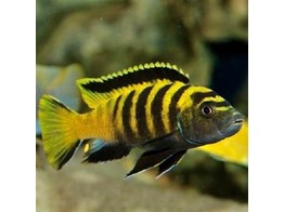 PSEUDOTROPHEUS FLAVUS 3-3 5