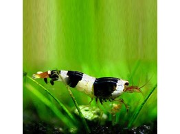 CARIDINA CRYSTAL BLACK breeding form 2