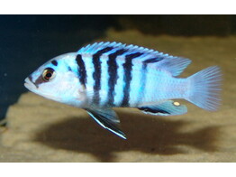 LABIDOCHROMIS CHISUMULAE 3-3 5