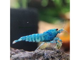 NEOCARIDINA ELECTRIC BLUE 1 5-2 breeding form